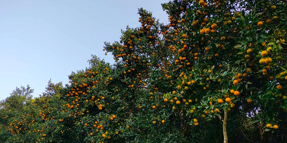 Khotang’s Orange Meets International Market