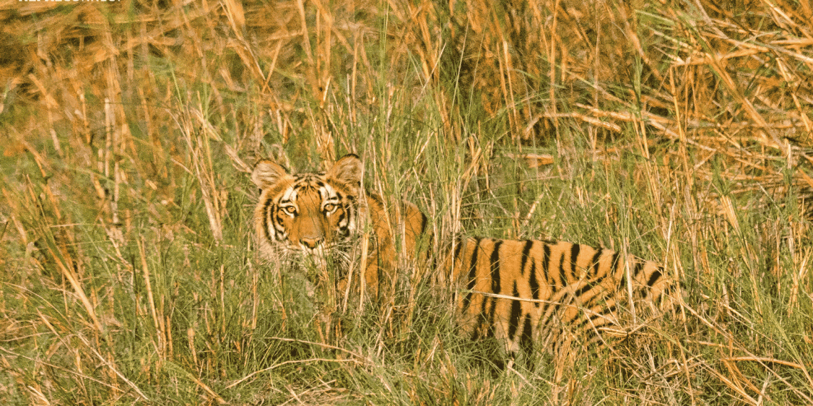 Nepal Begins Fifth National Tiger Census with Donor Support  