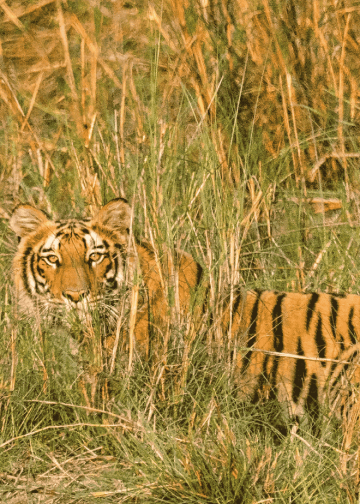 Nepal Begins Fifth National Tiger Census with Donor Support