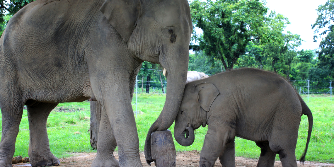 In Sauraha, Elephants Carry More Than Tourists