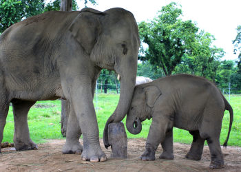 In Sauraha, Elephants Carry More Than Tourists