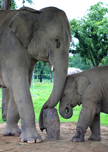 Photo: Irina Stotskaya/Canva