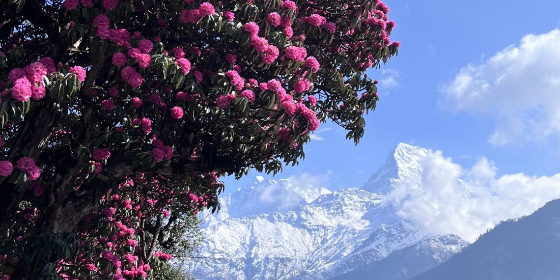 Petals at Altitude: Rhododendrons of Nepal