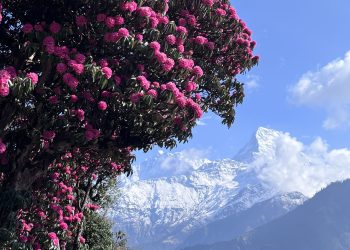 Petals at Altitude: Rhododendrons of Nepal