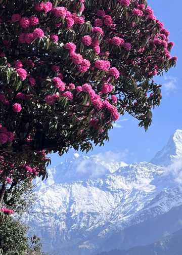 Rhododendrons in full bloom at Ghorepani Poon Hill during spring. Photo by: Pratikshya Bhatta
