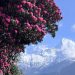 Petals at Altitude: Rhododendrons of Nepal