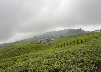Good Tea, Bad Business