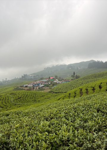 View of a tea garden in Ilam. Photo: Sudipa Mahato/Nepal Connect